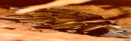 Tarantulas invertebrates for sale: Tarantula Collection For Sale in Stockton-on-Tees - Advert 3