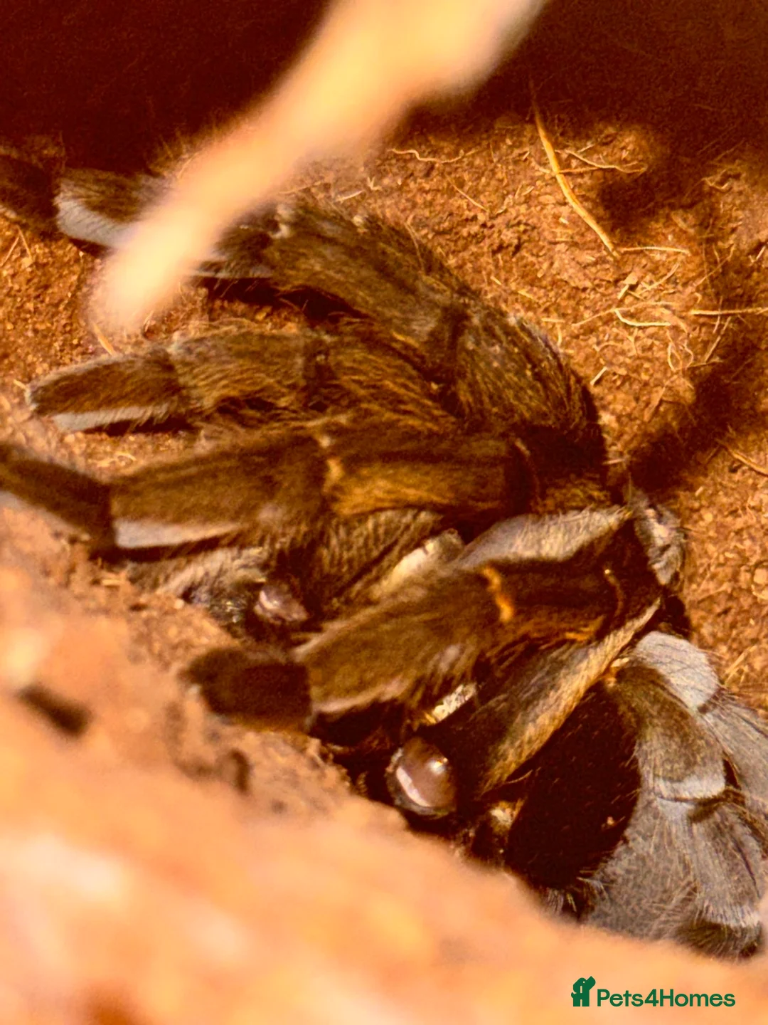 Tarantulas invertebrates for sale: Tarantula Collection For Sale - Advert 2