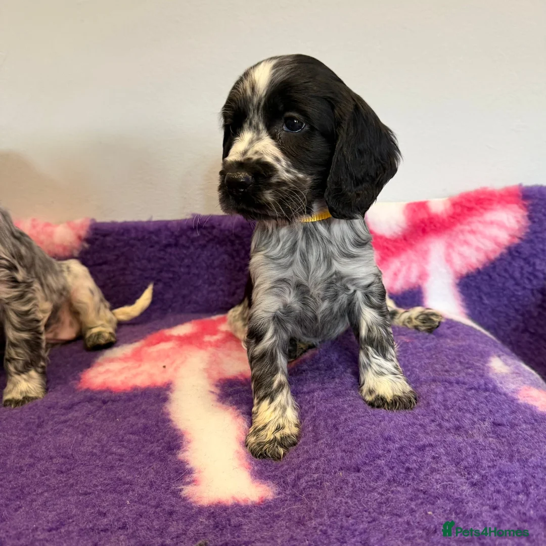 Cocker Spaniel dogs for sale:  READY NOW! Stunning cocker spaniel pups  - Advert 24