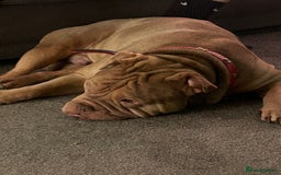 Mixed Breed dogs for sale: Dog for sale  - Image 2