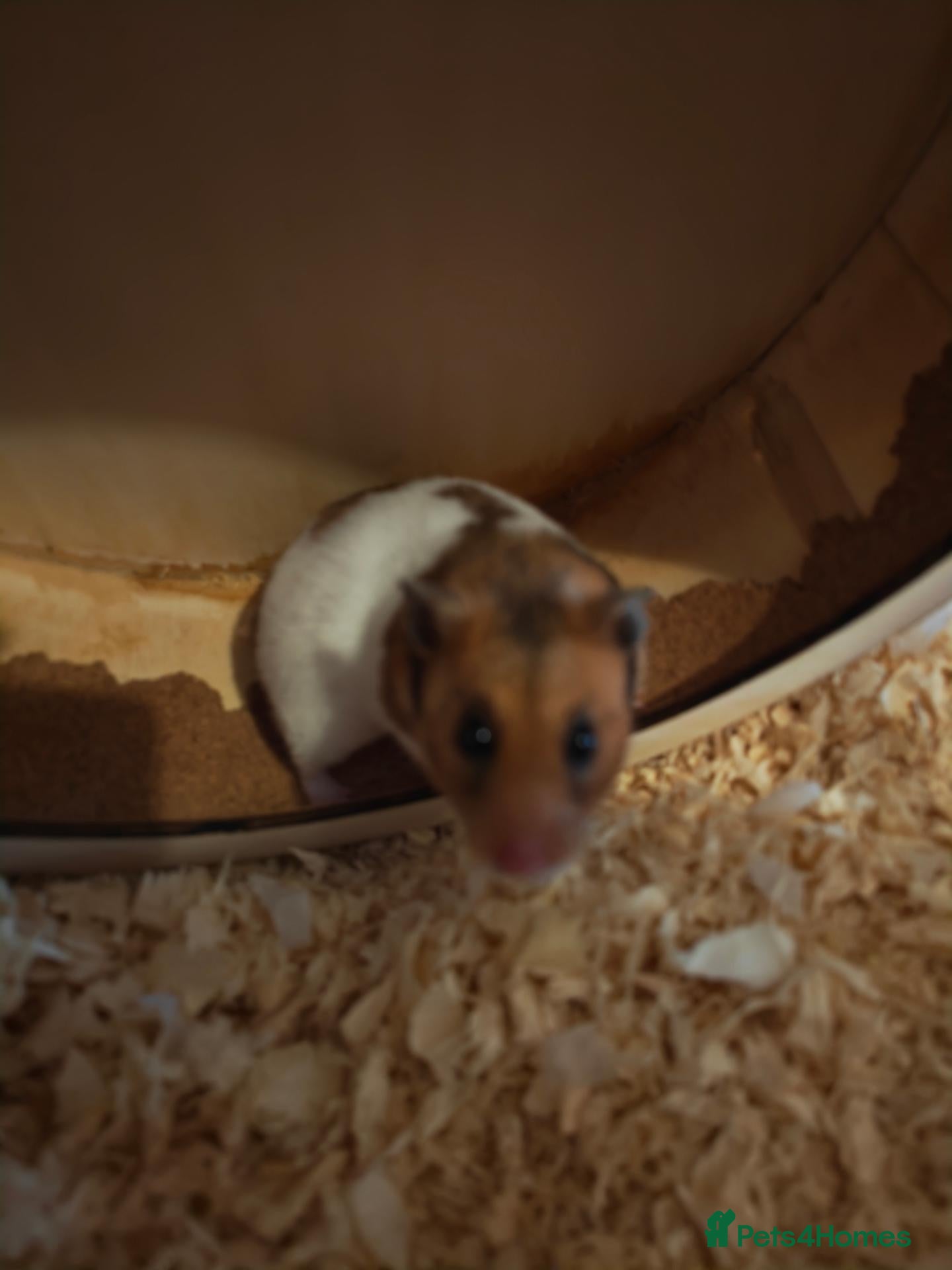 Hamster rodents Hamster for sale  - Advert 1