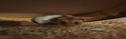 Hamster rodents for sale: Hamster for sale  - Advert 1