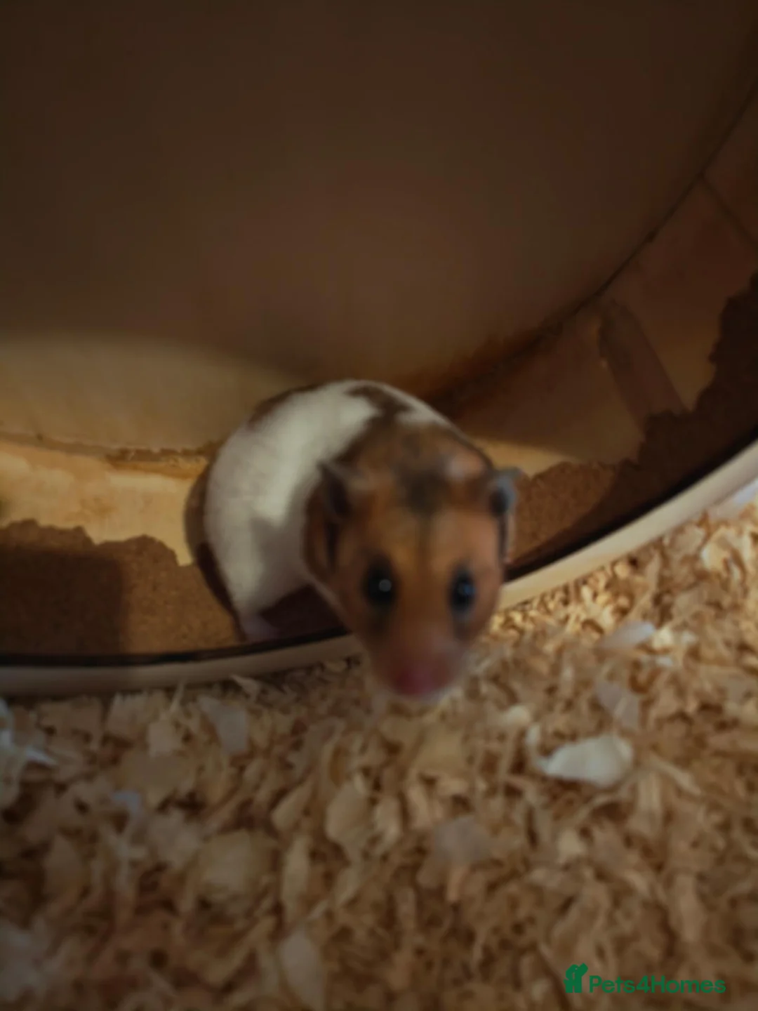 Hamster rodents for sale: Hamster for sale  - Advert 1