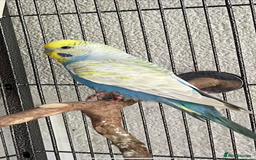 Parrots birds for sale: We are looking to rehome all types of birds - Image 2