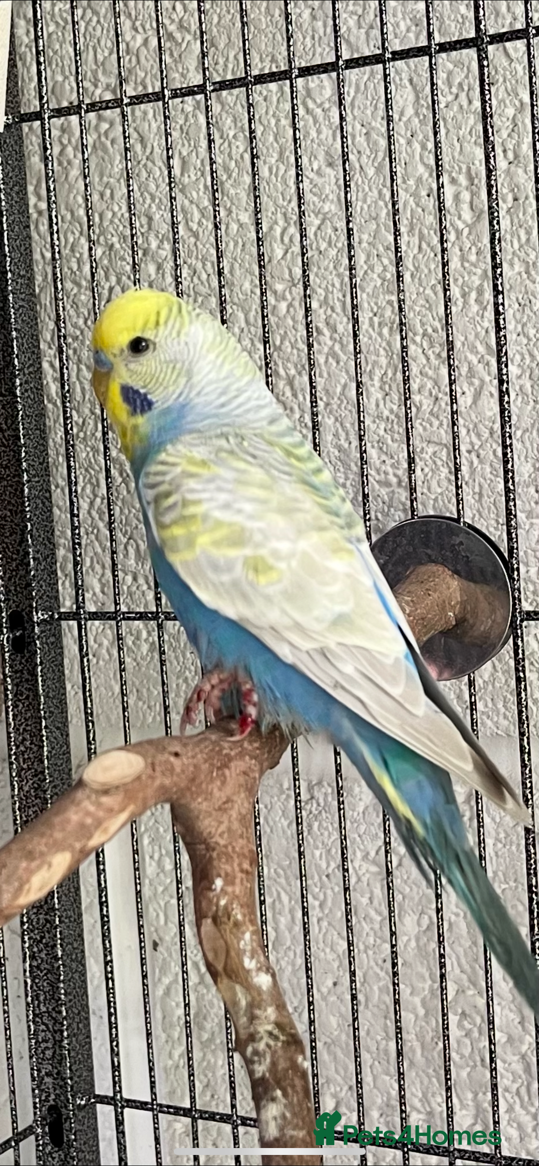 Parrots birds for sale: We are looking to rehome all types of birds - Image 2