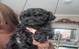 Cavapoo dogs for sale: F1 TOY CAVAPOOS ‘ONYX’ HEALTH TESTED - Image 14