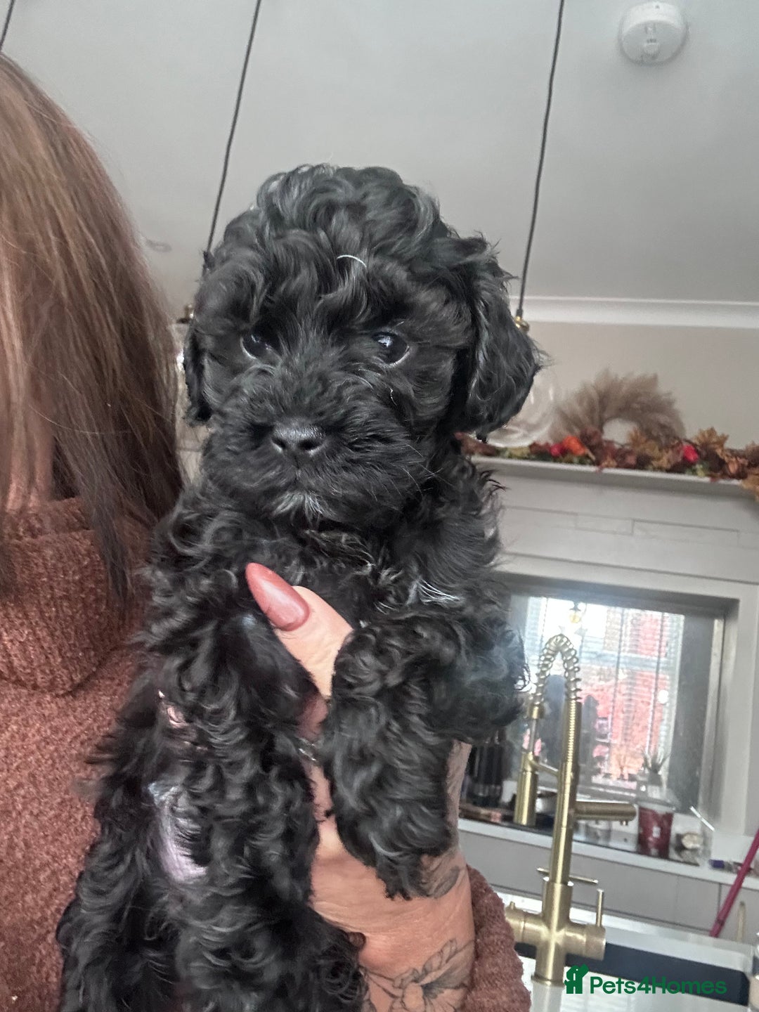 Cavapoo dogs for sale: F1 TOY CAVAPOOS ‘ONYX’ HEALTH TESTED - Image 14
