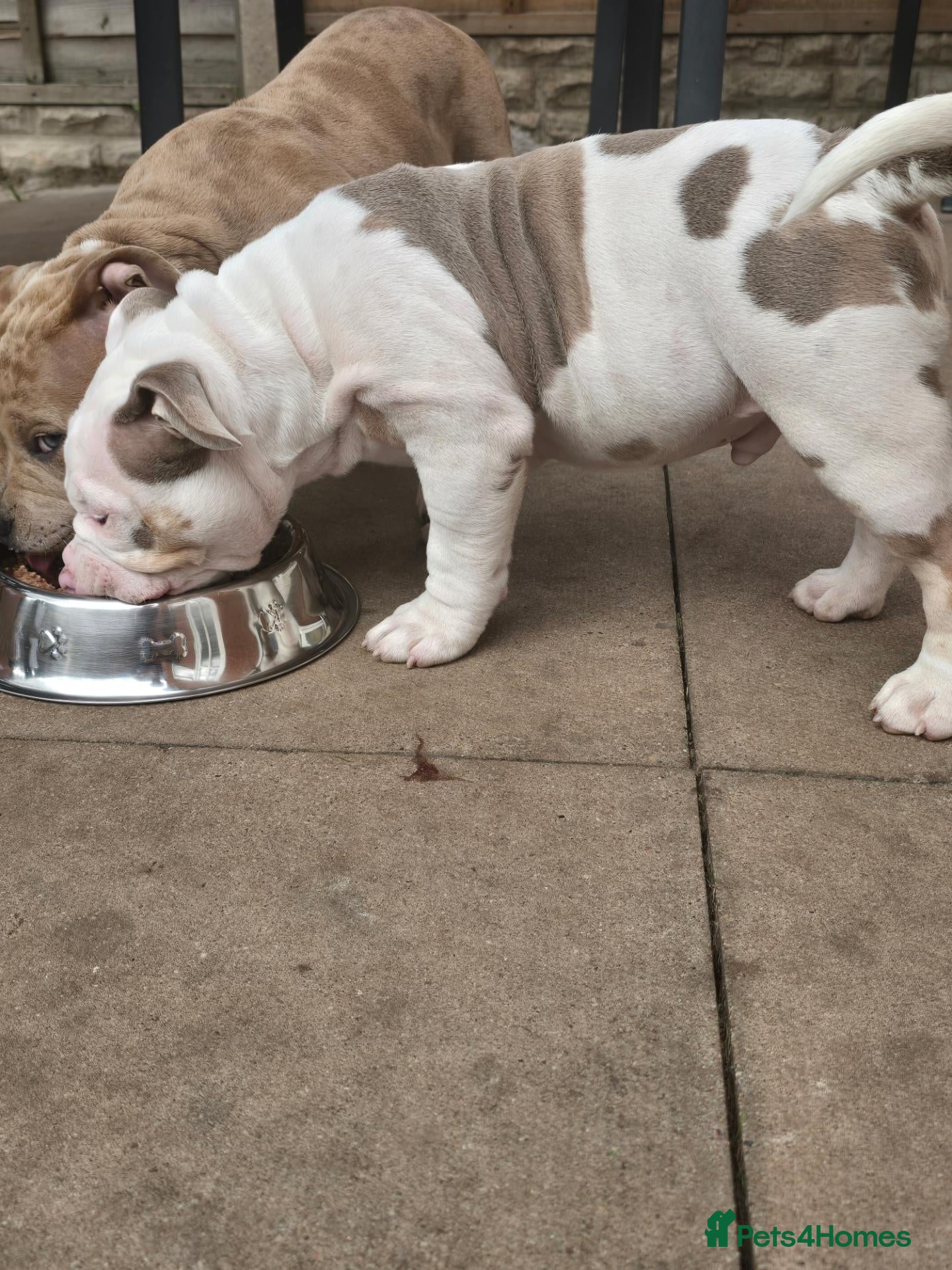 American Bully dogs 2 ABKC Pocket Bully Boys Ready Now - Advert 3