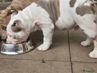 American Bully dogs 2 ABKC Pocket Bully Boys Ready Now - Advert 3