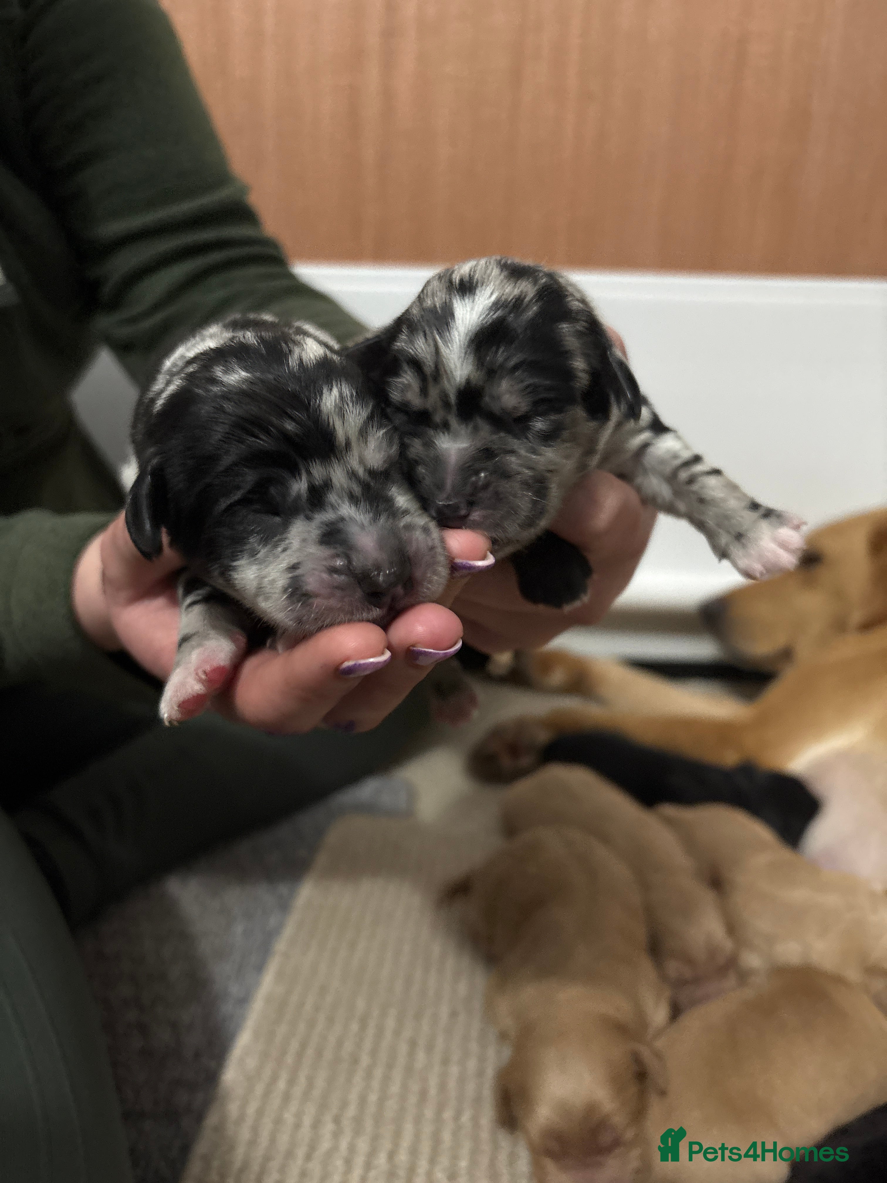 Mixed Breed dogs Labradoodles  - Advert 1