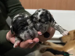 Mixed Breed dogs Labradoodles - Advert 1