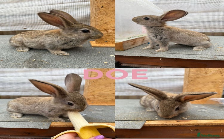Continental Giant rabbits - Advert 1