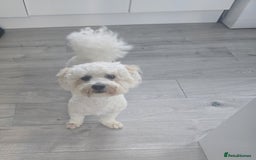 Bichon Frise dogs for sale: Ripple - Image 2