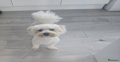 Bichon Frise dogs - Advert 4