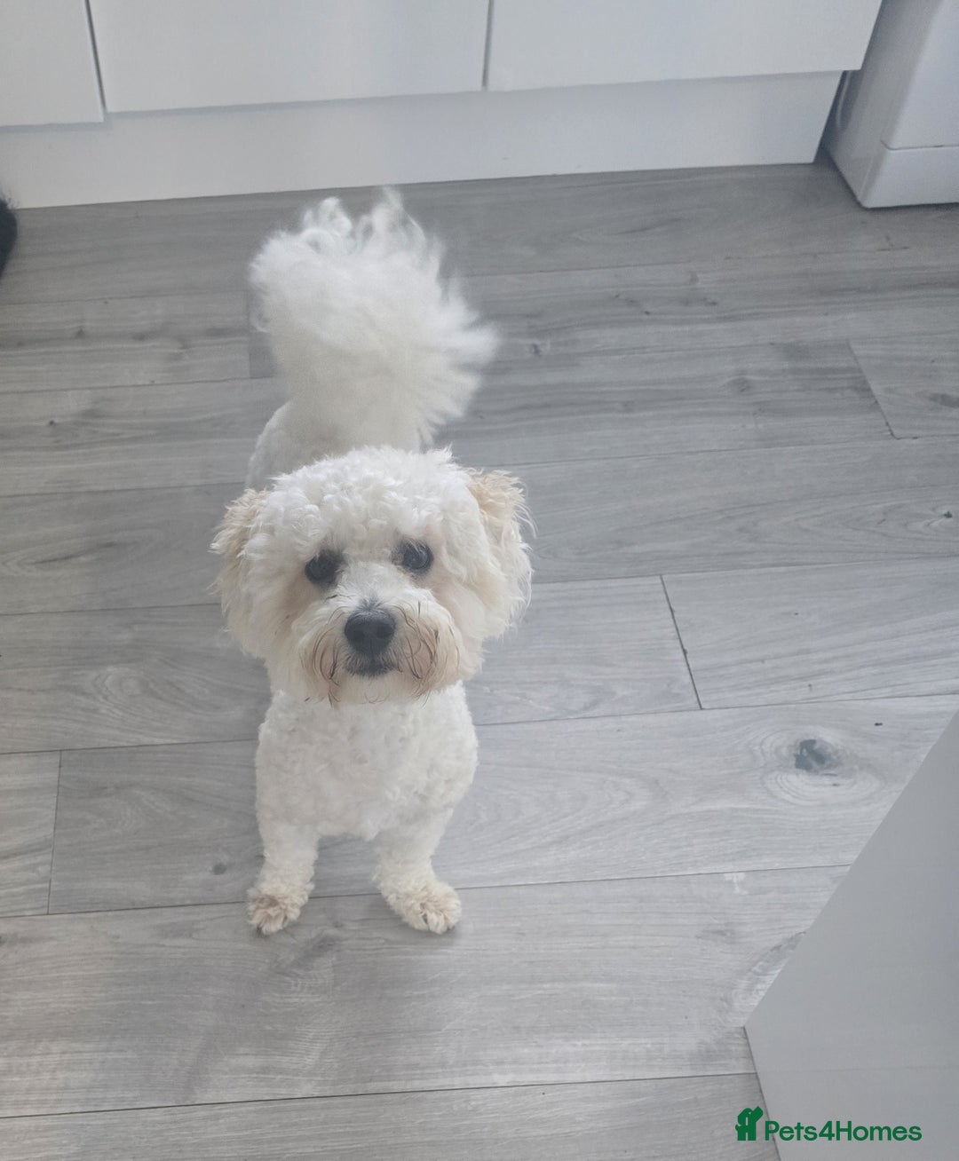 Bichon Frise dogs for sale: Ripple - Image 2