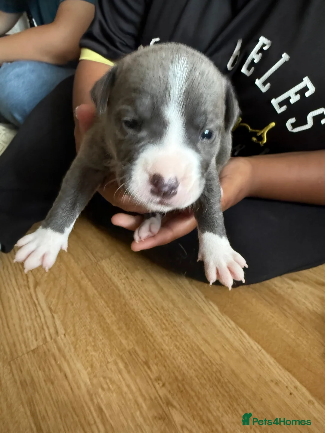 Staffordshire Bull Terrier dogs for sale: Staffie x shar pei puppies  in Havant - Advert 1
