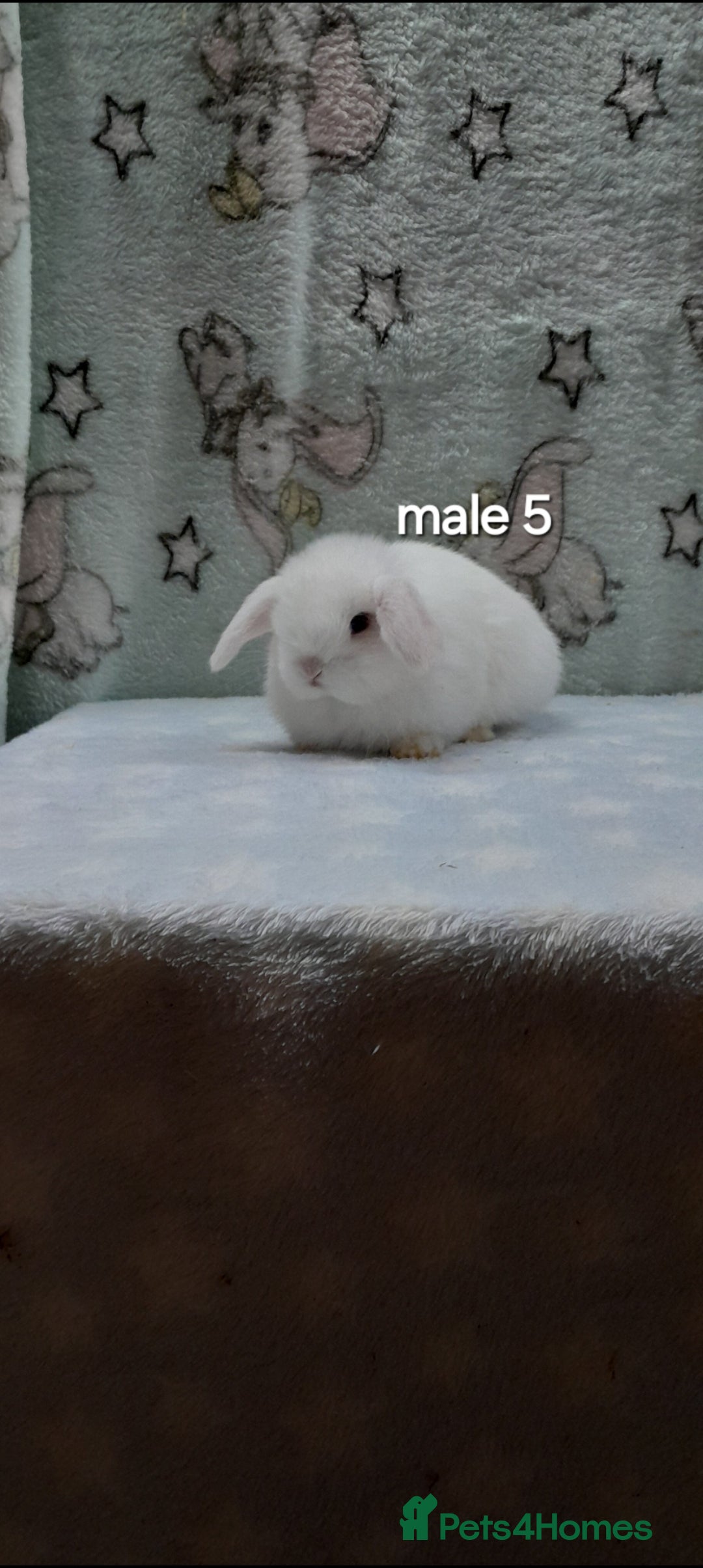 Mini Lop rabbits for sale: Purebred mini lops ready to reserve  - Advert 9