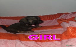 Shih Tzu dogs for sale: Shih tzu  - Image 9