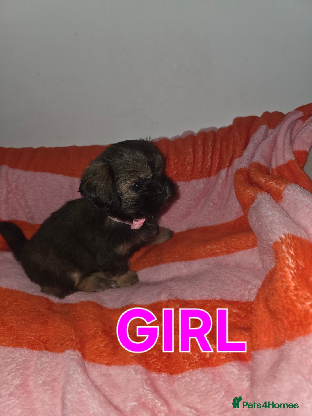 Shih Tzu dogs for sale: Shih tzu  - Image 9