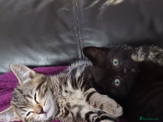 British Shorthair cats - Advert 4