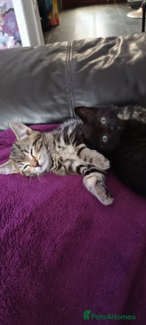 British Shorthair cats - Advert 12