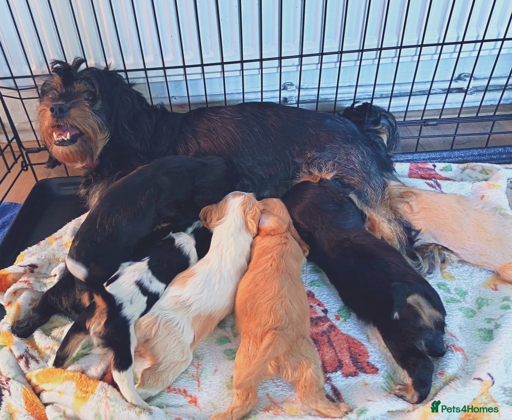 Mixed Breed dogs Beautiful Cavalier Mix Breed pups - Advert 1