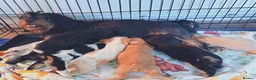 Mixed Breed dogs for sale: Beautiful Cavalier Mix Breed pups - Advert 1