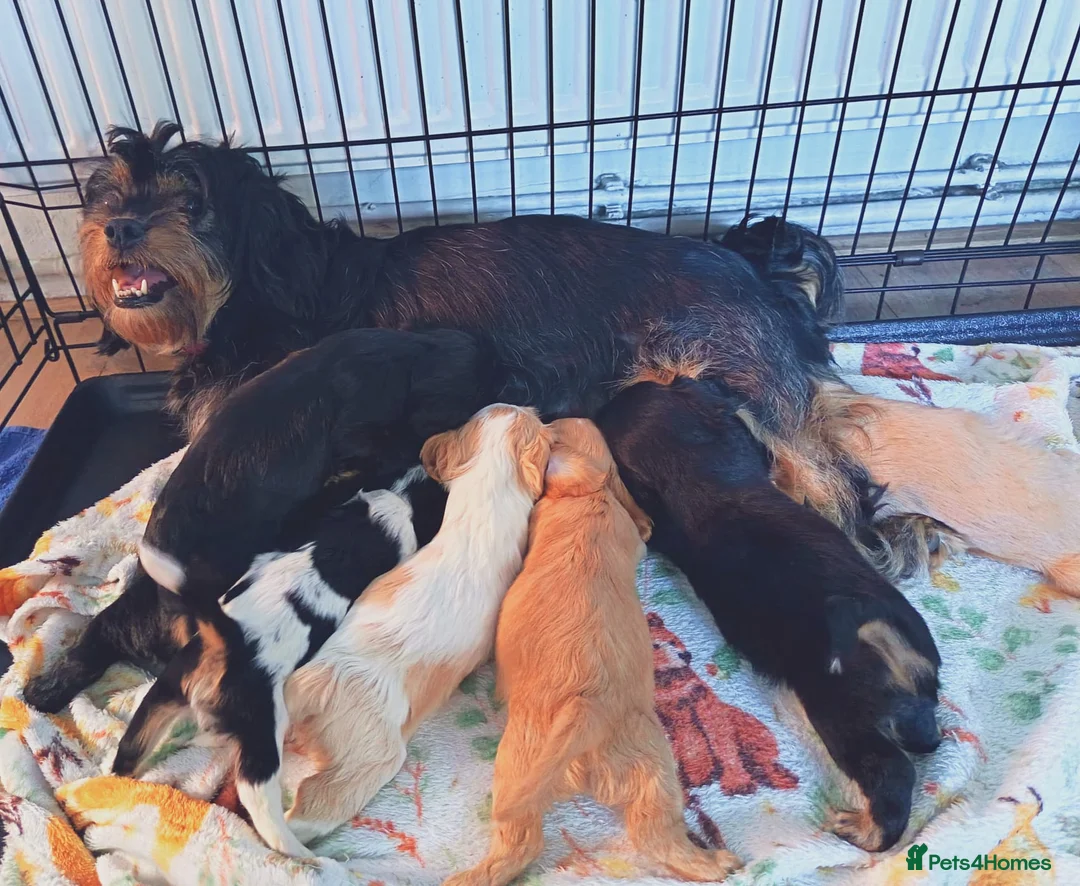 Mixed Breed dogs for sale: Beautiful Cavalier Mix Breed pups - Advert 1