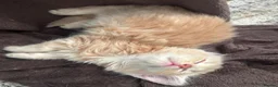 Mixed Breed cats for sale: 3 lovely kittens left - Advert 2