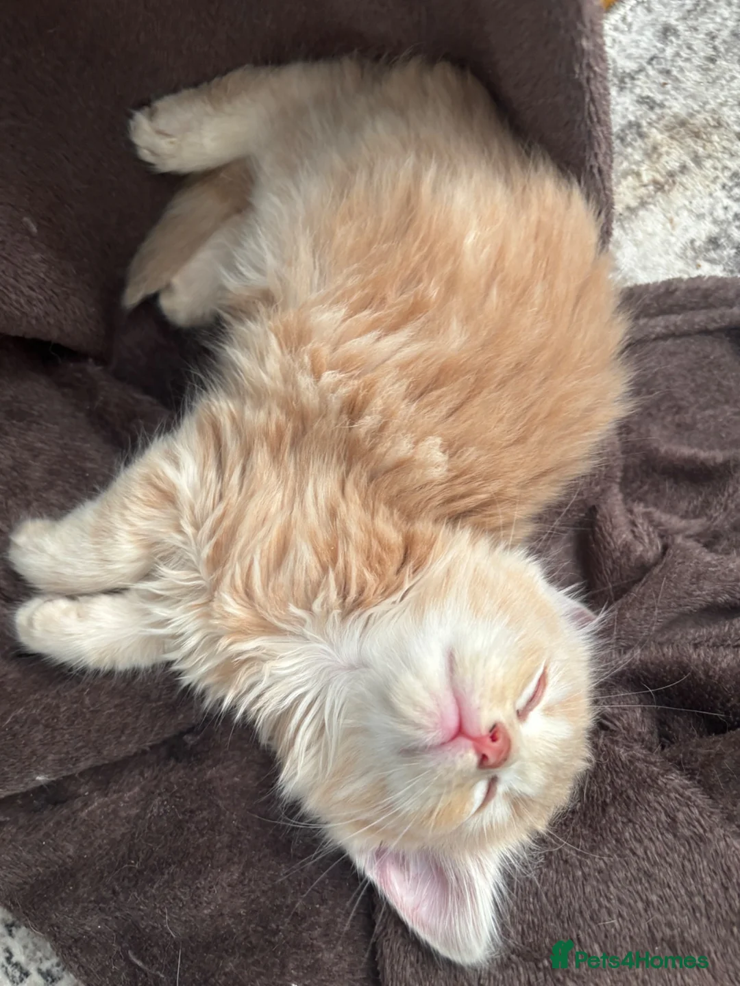 Mixed Breed cats for sale: 3 lovely kittens left - Advert 2