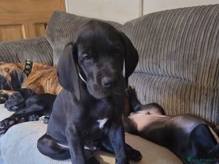 Great Dane dogs Magnificent litter of black great dane puppies - Advert 3