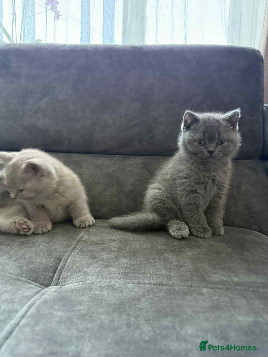 British Shorthair cats for sale: Wonderful, fluffy kittens - Advert 13