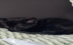Mixed Breed cats for sale: Cat for sale  - Image 2
