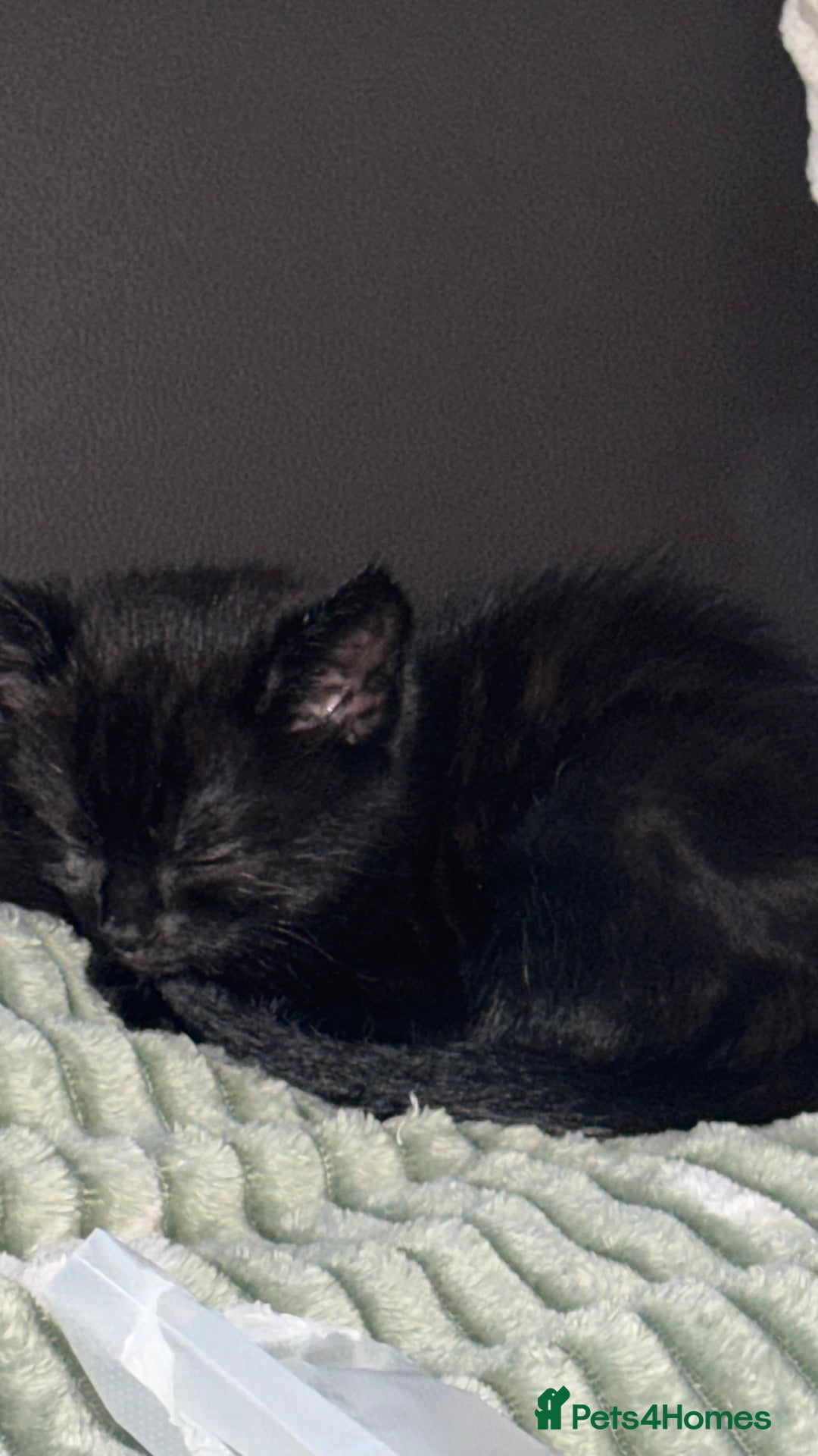 Mixed Breed cats for sale: Cat for sale  - Image 2