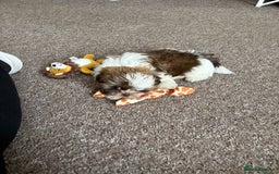 Shih Tzu dogs for sale: Shih tzu puppy boy  - Image 1