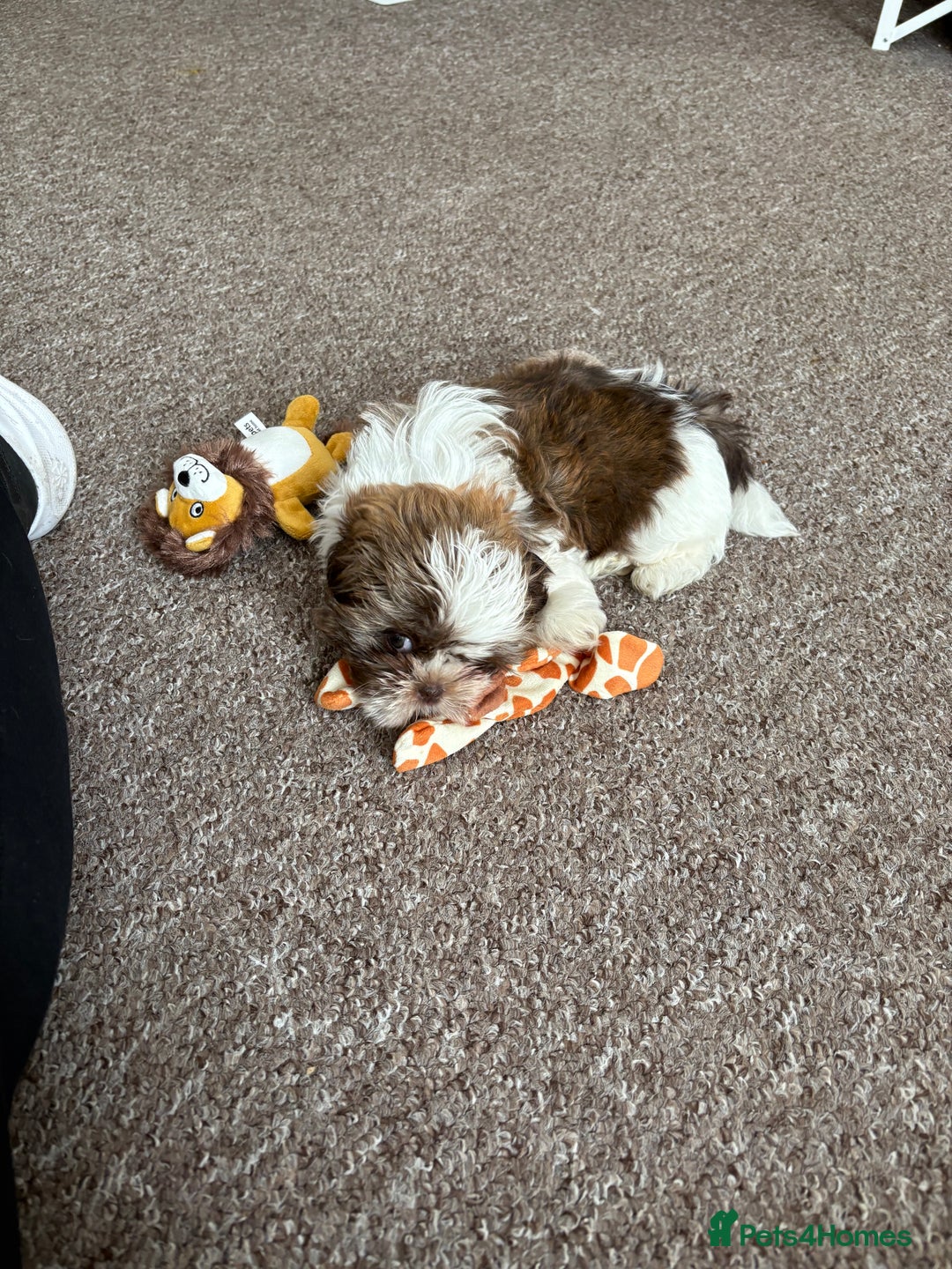 Shih Tzu dogs for sale: Shih tzu puppy boy  - Image 1