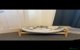 Mini Lion Lop rabbits for sale: mini lop - Image 3