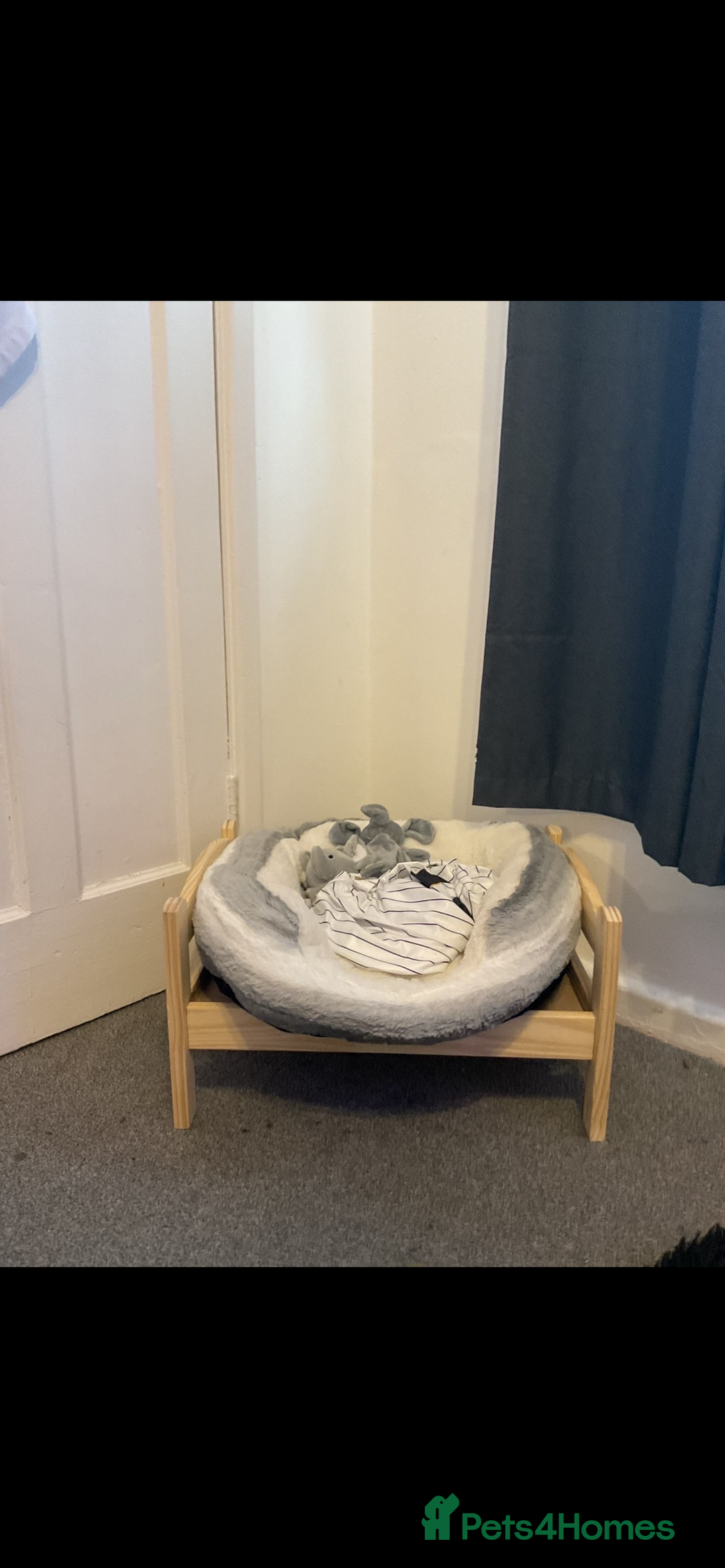 Mini Lion Lop rabbits for sale: mini lop - Image 3