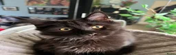 Maine Coon cats for sale: Beautiful 🐈‍⬛  - Advert 8