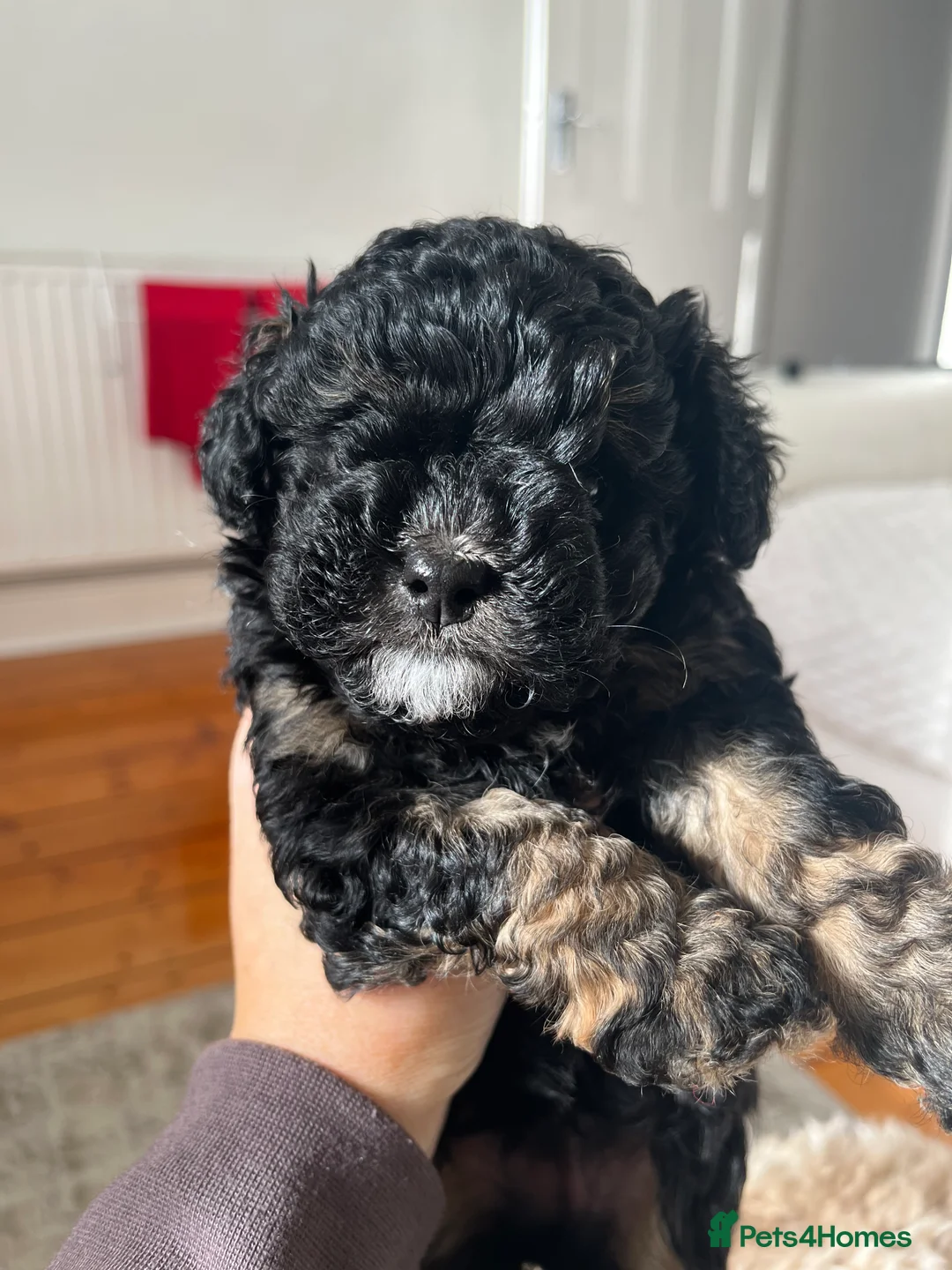 Maltipoo dogs for sale: Toy maltipoo in Stockport - Advert 2