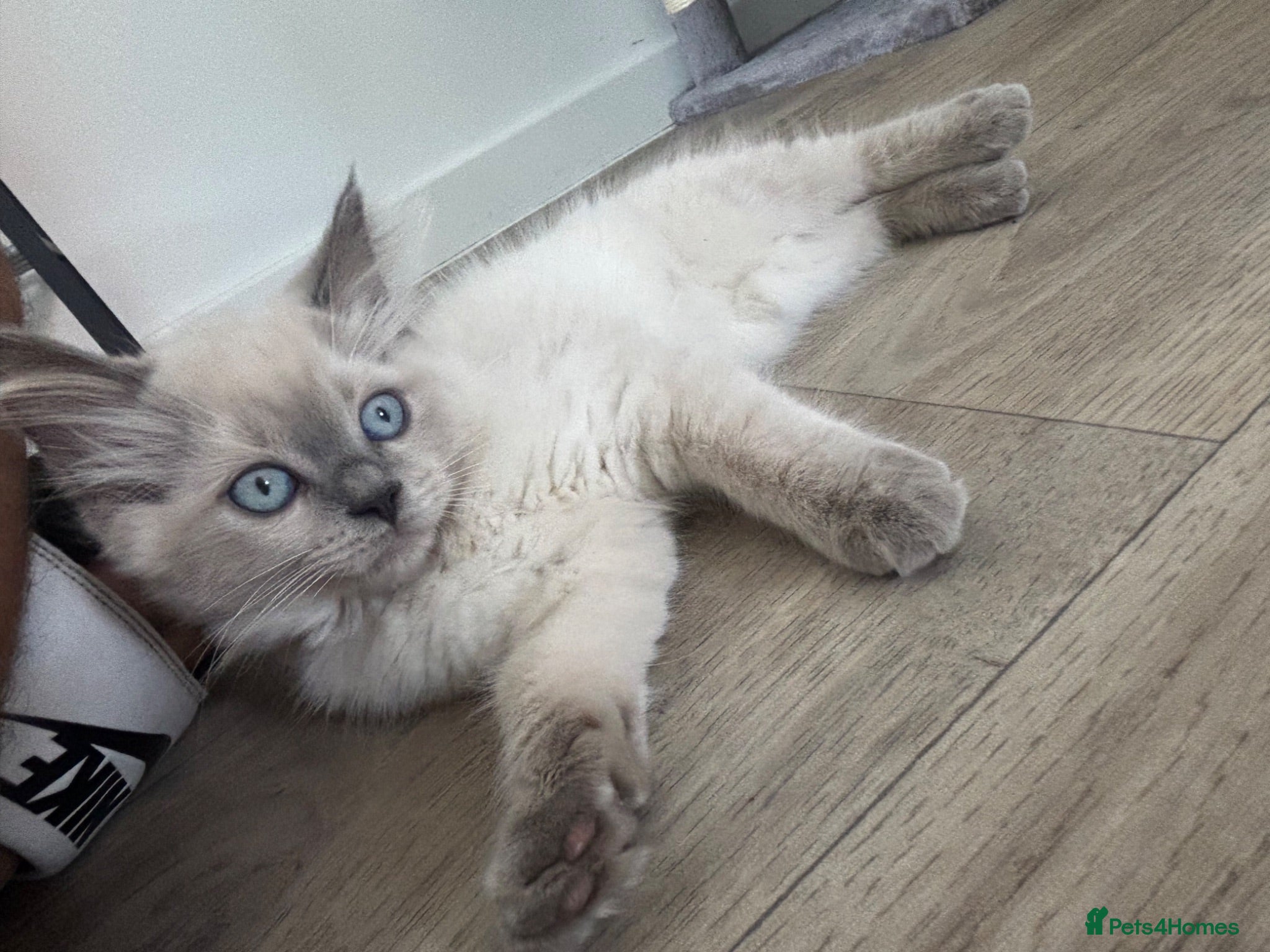 Mixed Breed cats blue eyed white fluffy cat - Advert 5