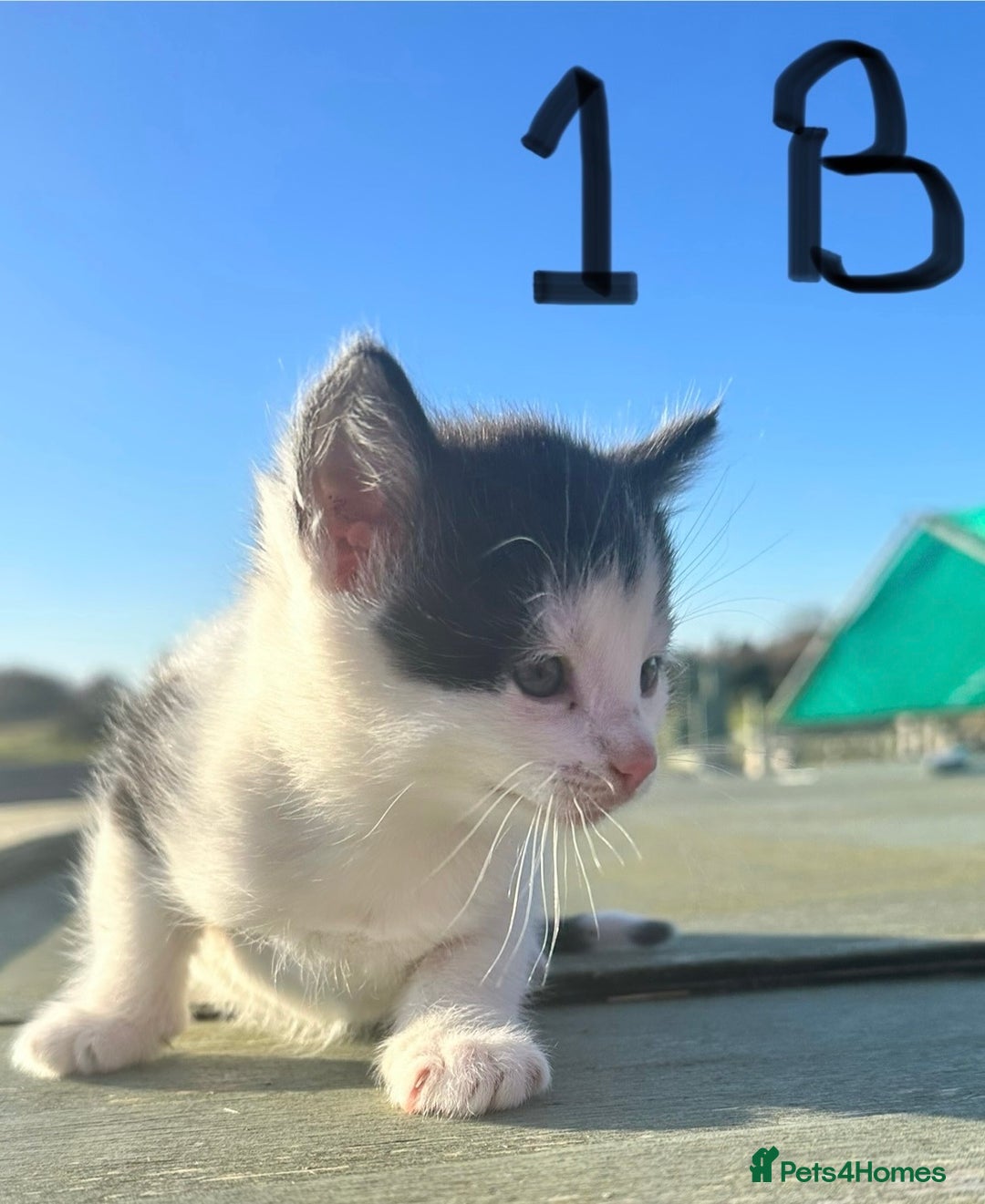 Mixed Breed cats for sale: Adorable Black and White Tuxedo Kittens - Advert 6
