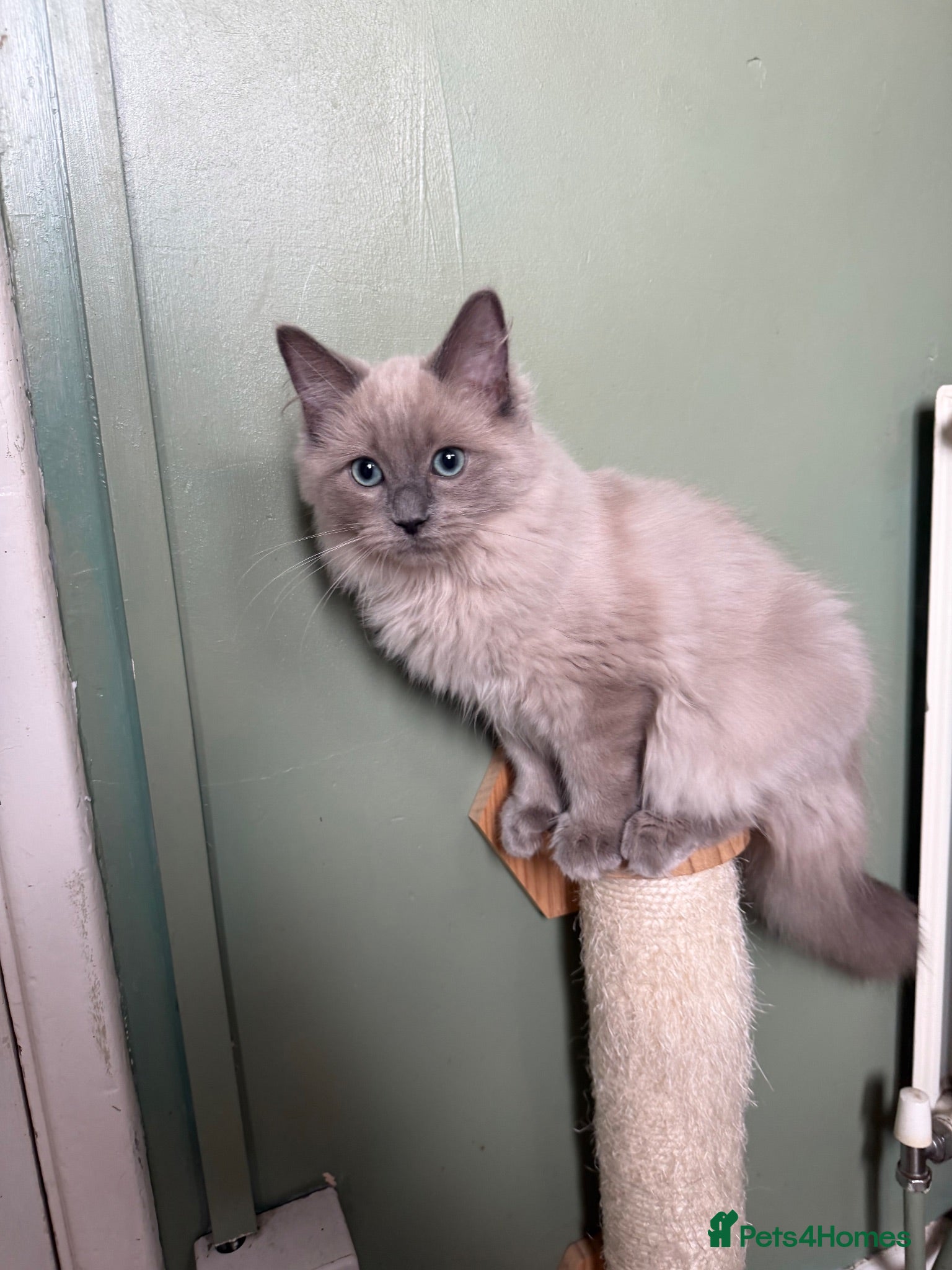 Ragdoll cats Tica Registered Mink Ragdolls - Advert 2