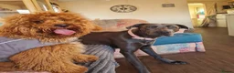 Mixed Breed dogs for sale: 2 year old Bullgreyhound Lurcher in Doncaster - Advert 2