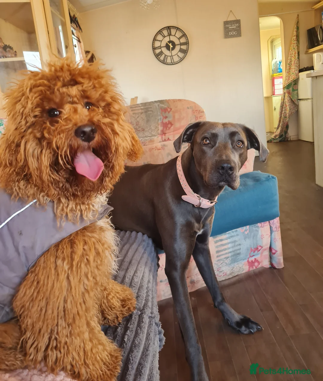 Mixed Breed dogs for sale: 2 year old Bullgreyhound Lurcher in Doncaster - Advert 2