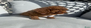 Cockapoo 4