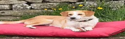 Mixed Breed dogs for adoption: Meet Wilf ❤️ (formerly known as Whitey) - Advert 2