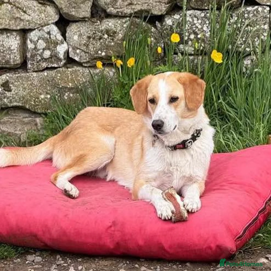 Mixed Breed dogs for adoption: Meet Wilf ❤️ (formerly known as Whitey) - Advert 2