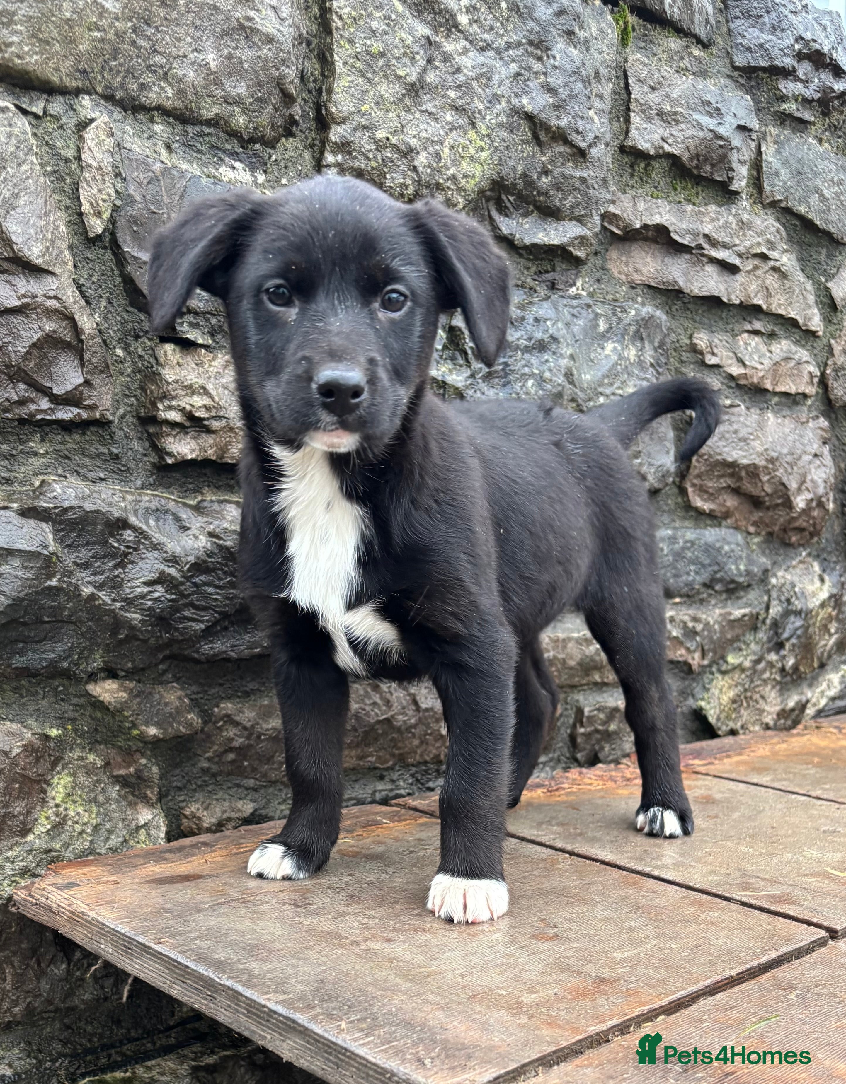 Borador dogs Gorgeous puppies - Advert 1