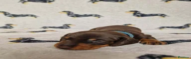 Miniature Dachshund 5 (Blue collar)